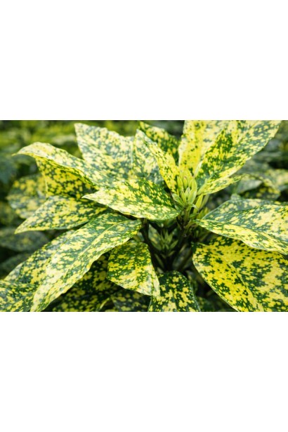 Aucuba japonica Crotonifolia листя